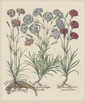 Besler 314 Colored  B2